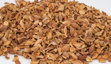 Apricot Kernel Shell